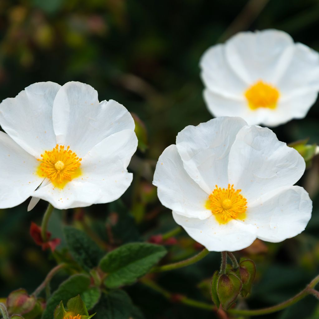 Cistus obtusifolius - Zistrose