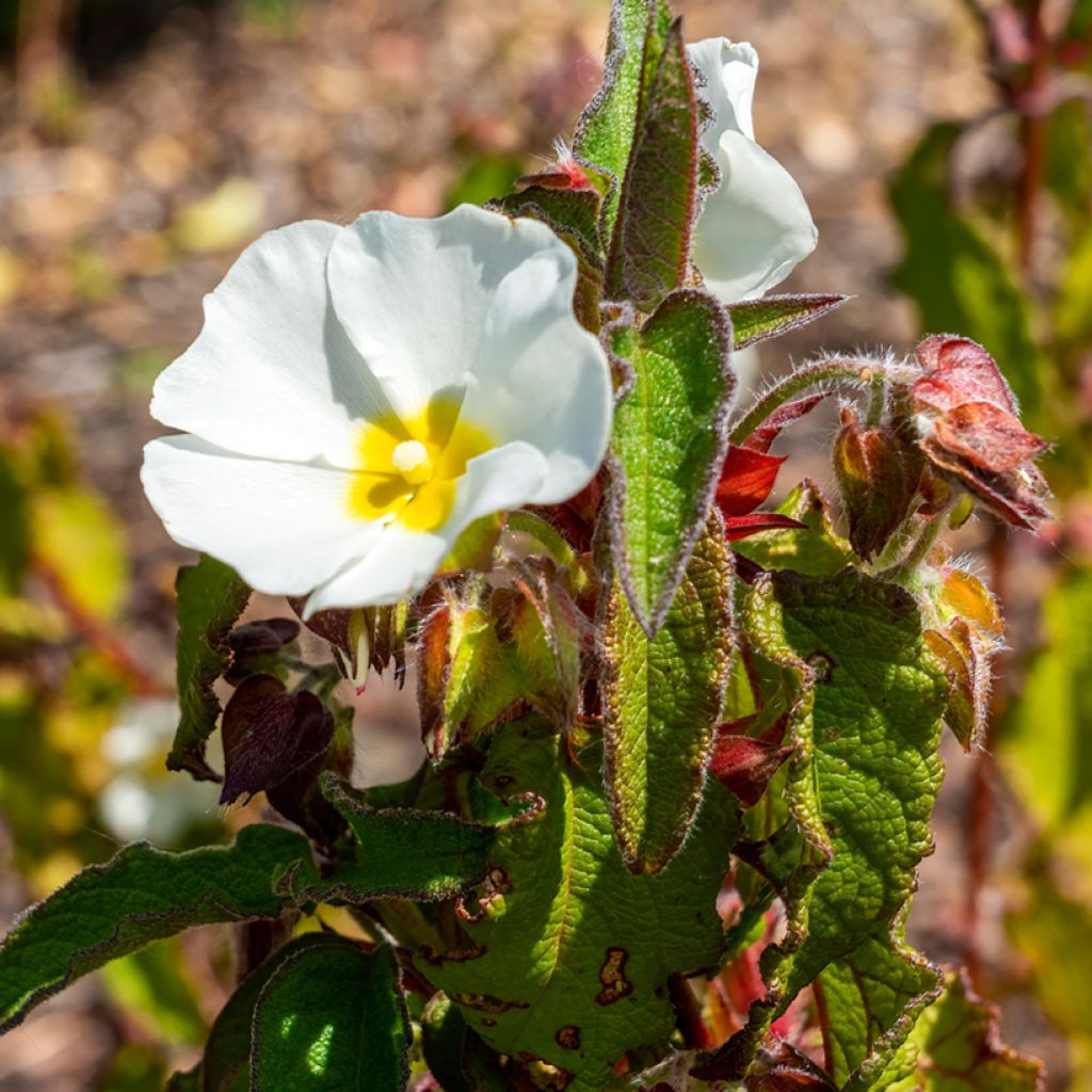 Pappelblättrige Zistrose - Cistus populifolius