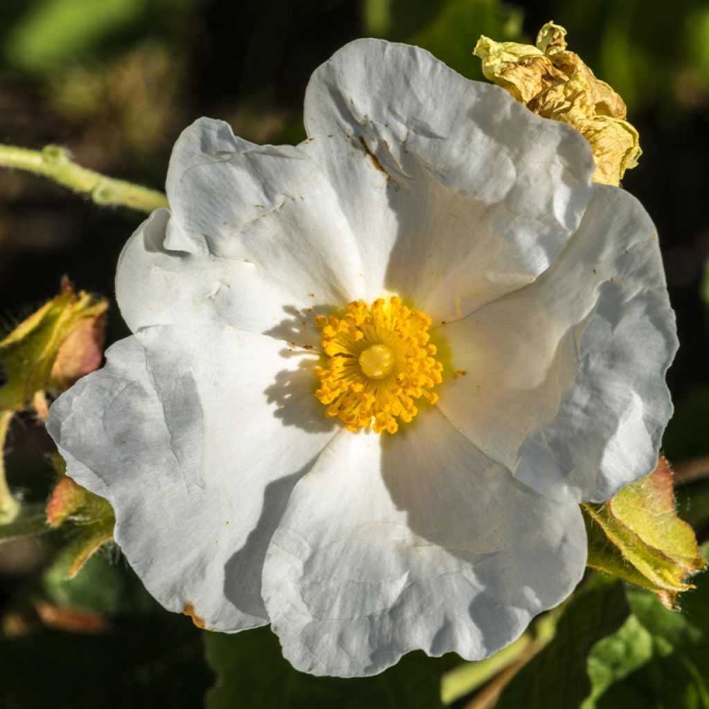 Pappelblättrige Zistrose - Cistus populifolius