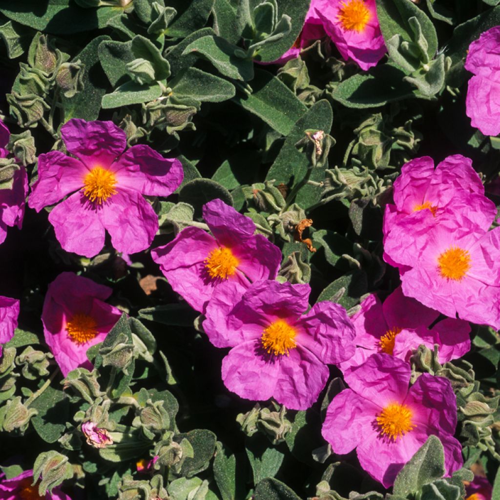 Zistrose - Cistus pulverulentus