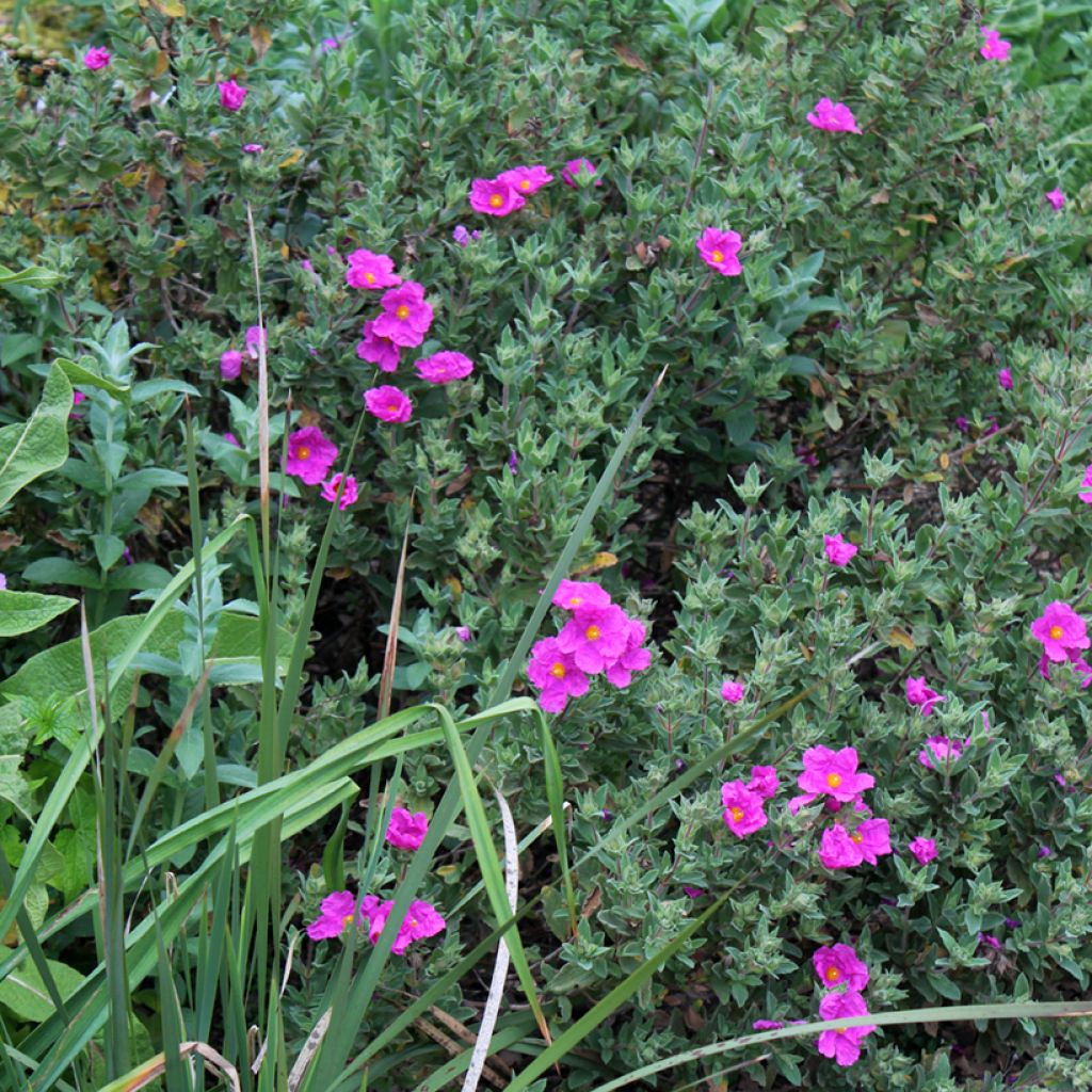 Zistrose - Cistus pulverulentus