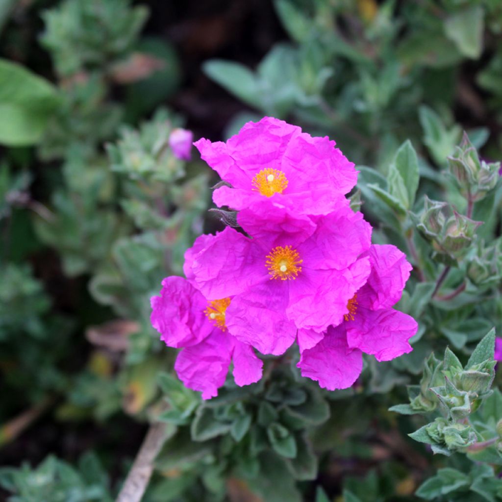 Zistrose - Cistus pulverulentus