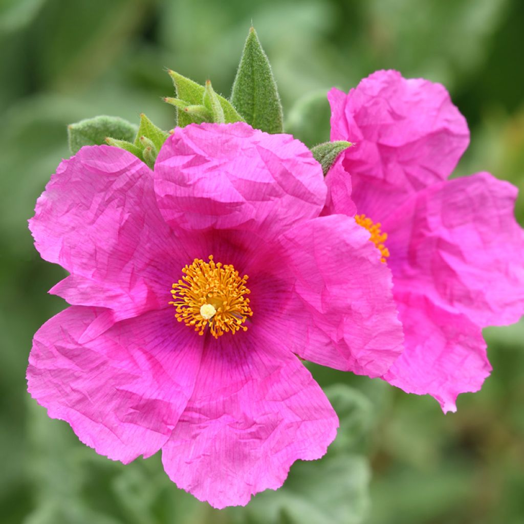 Cistus pulverulentus Sunset - Zistrose