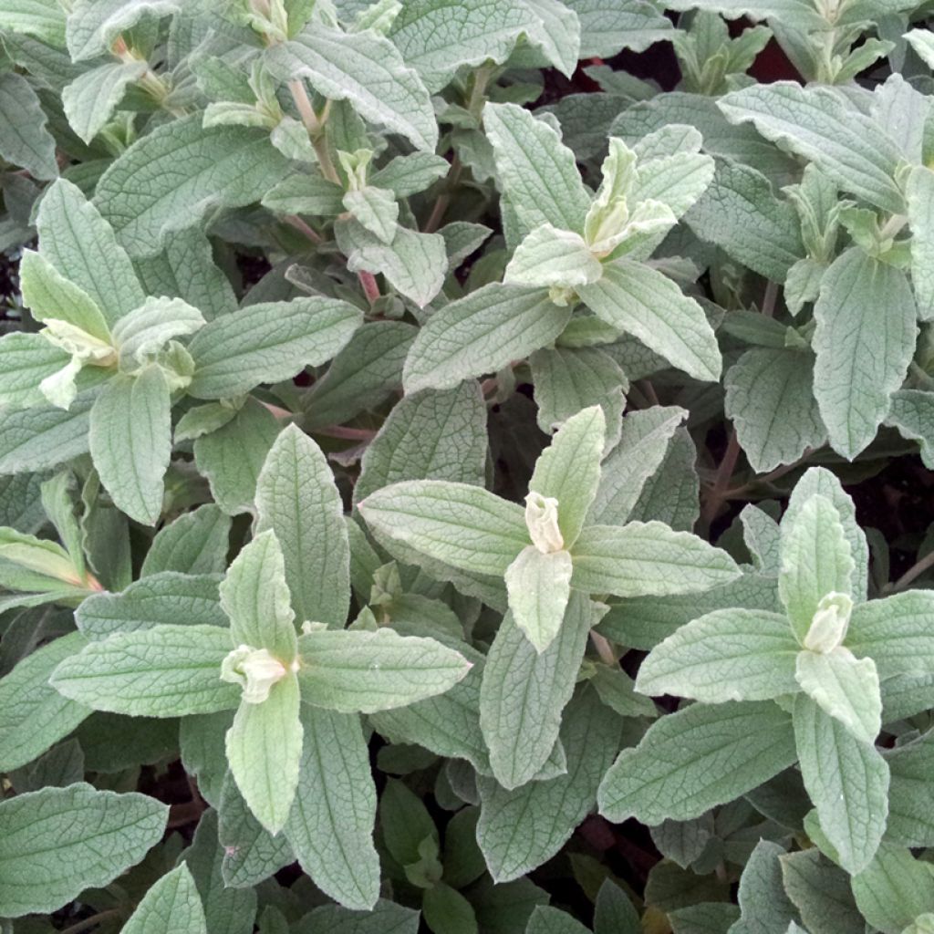 Cistus pulverulentus Sunset - Zistrose