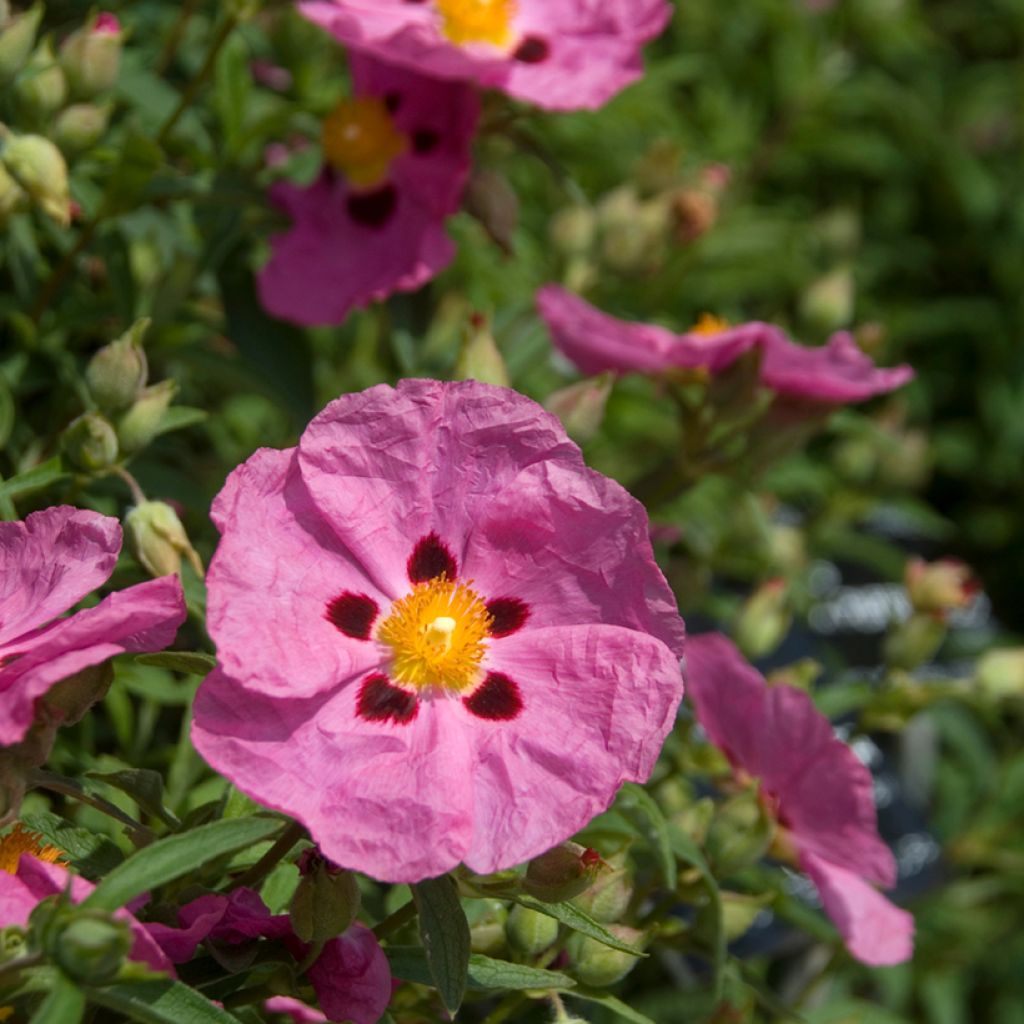 Purpur-Zistrose - Cistus purpureus