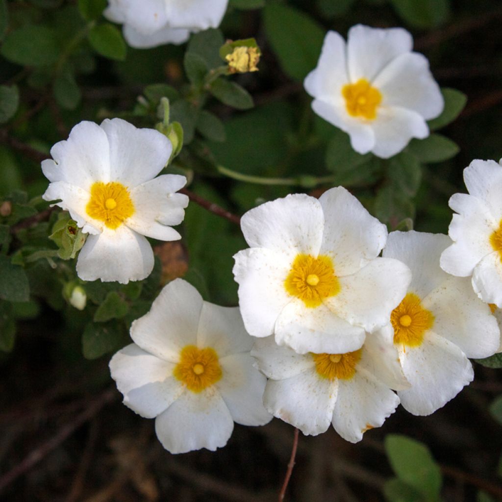 Salbeiblättrige Zistrose - Cistus salviifolius