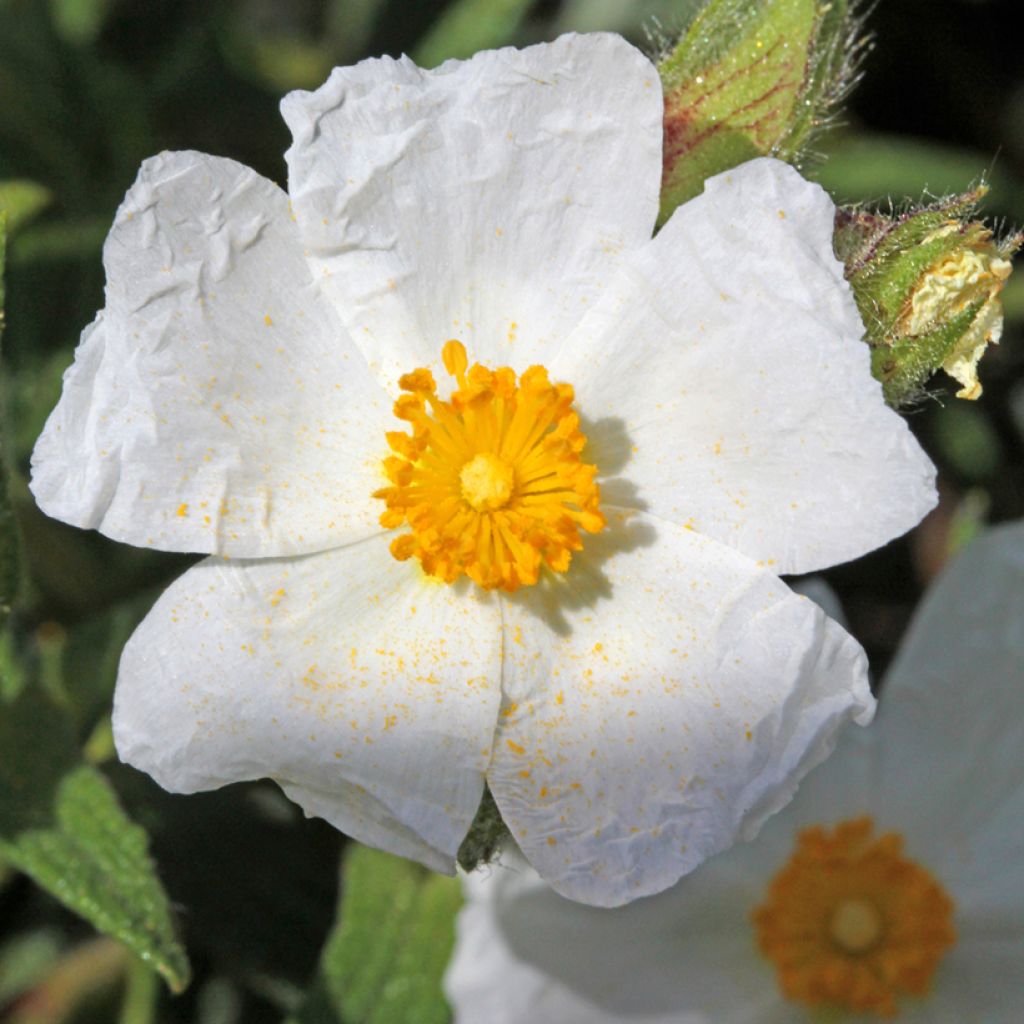 Salbeiblättrige Zistrose - Cistus salviifolius