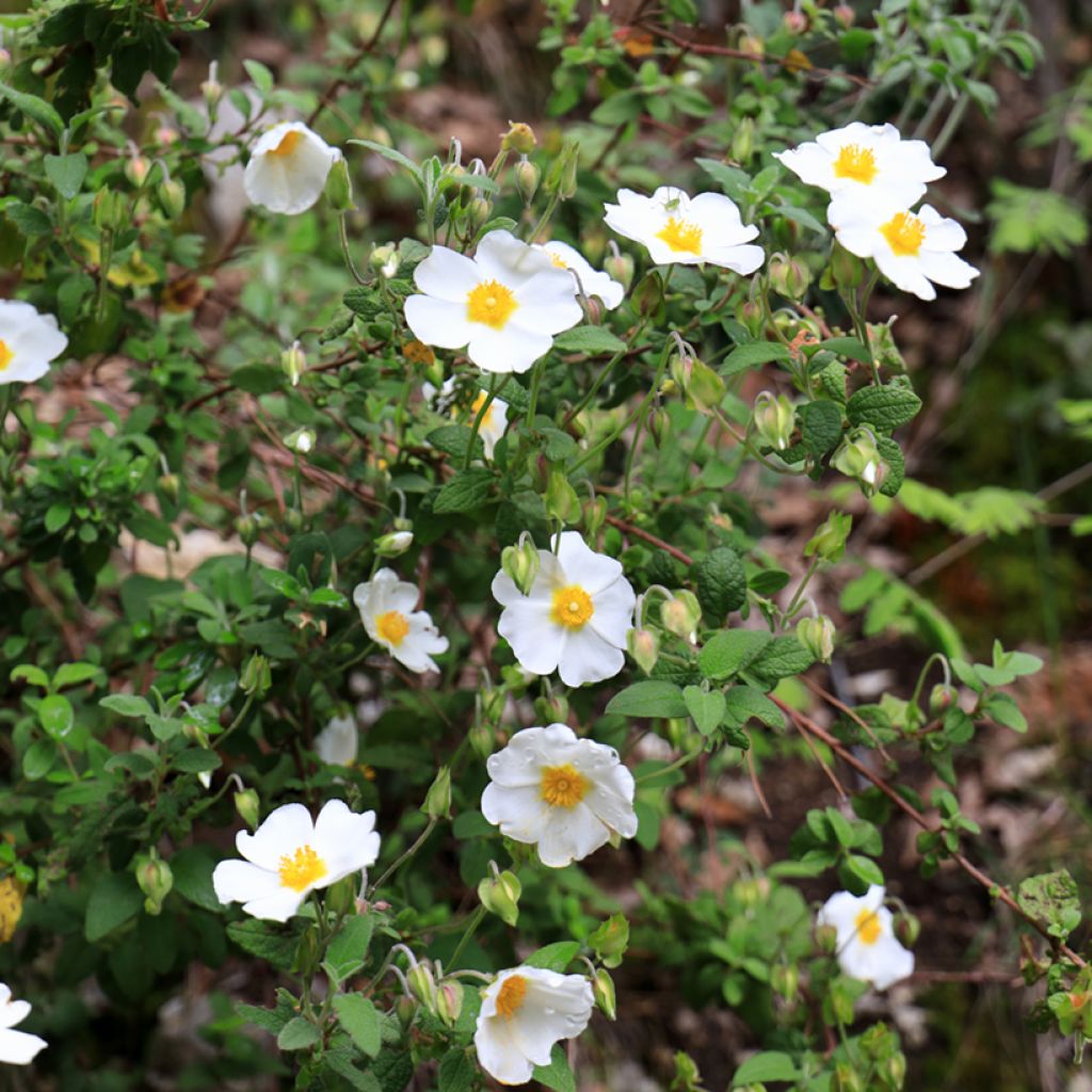 Salbeiblättrige Zistrose - Cistus salviifolius