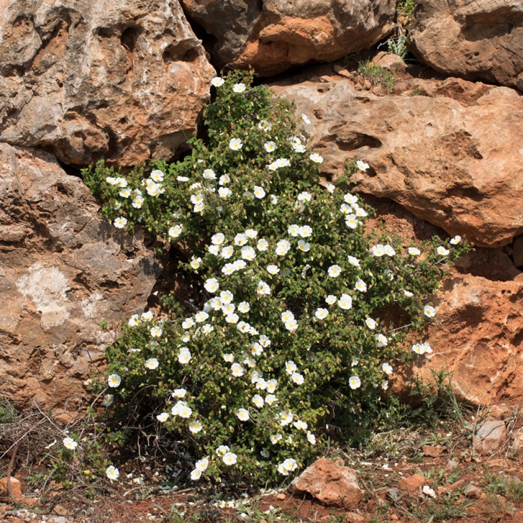 Salbeiblättrige Zistrose - Cistus salviifolius