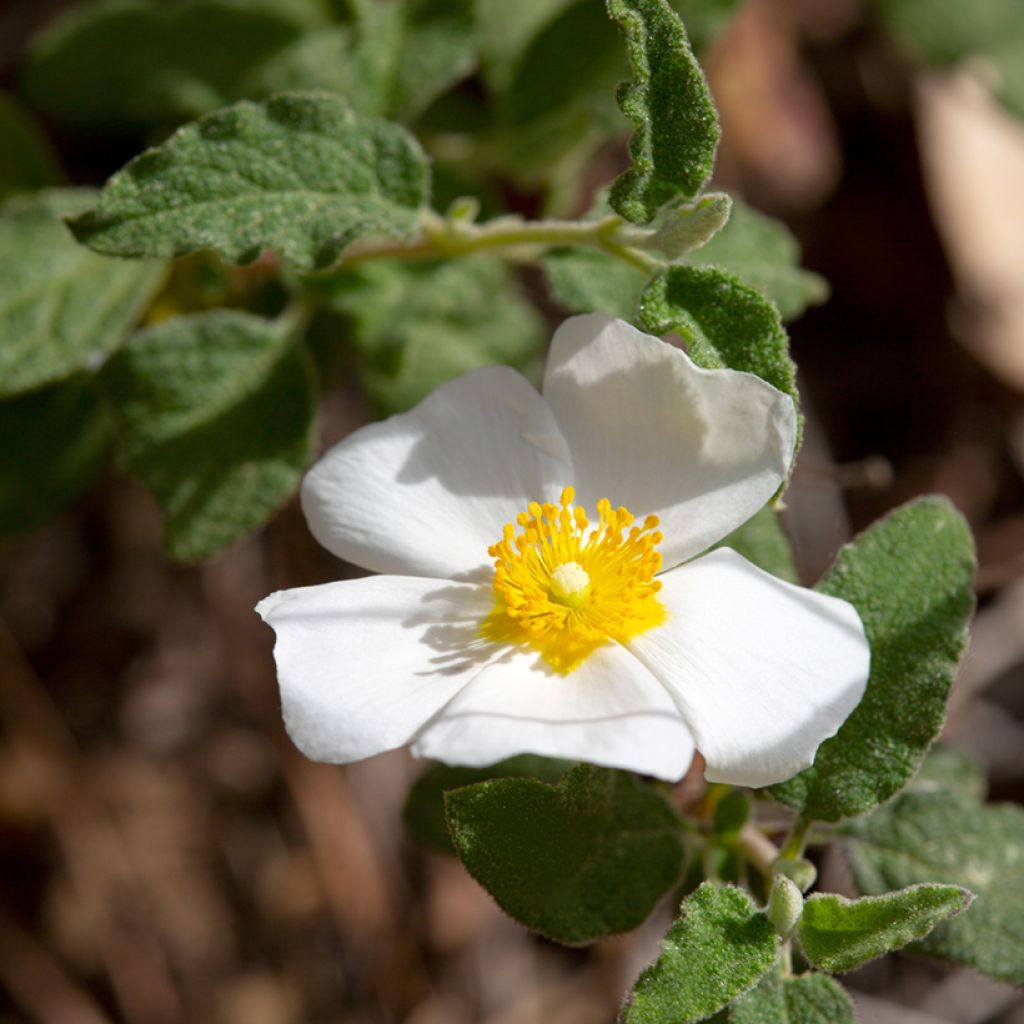 Salbeiblättrige Zistrose - Cistus salviifolius