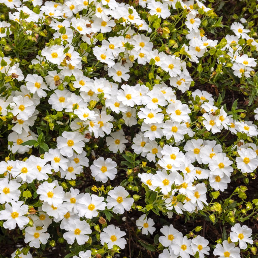 Salbeiblättrige Zistrose - Cistus salviifolius