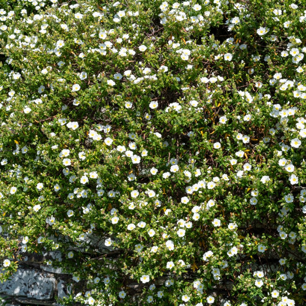 Salbeiblättrige Zistrose - Cistus salviifolius