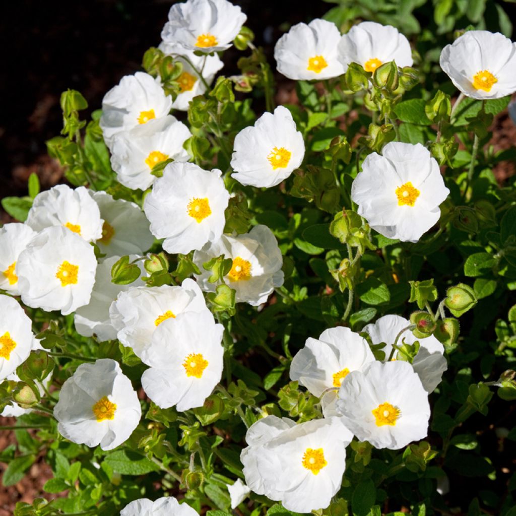 Salbeiblättrige Zistrose - Cistus salviifolius