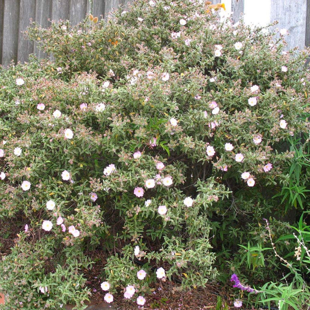 Rosa Zistrose - Cistus skanbergii