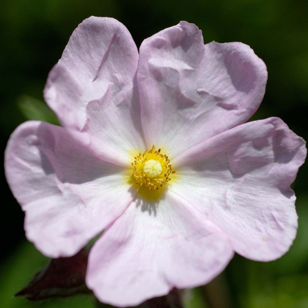 Rosa Zistrose - Cistus skanbergii