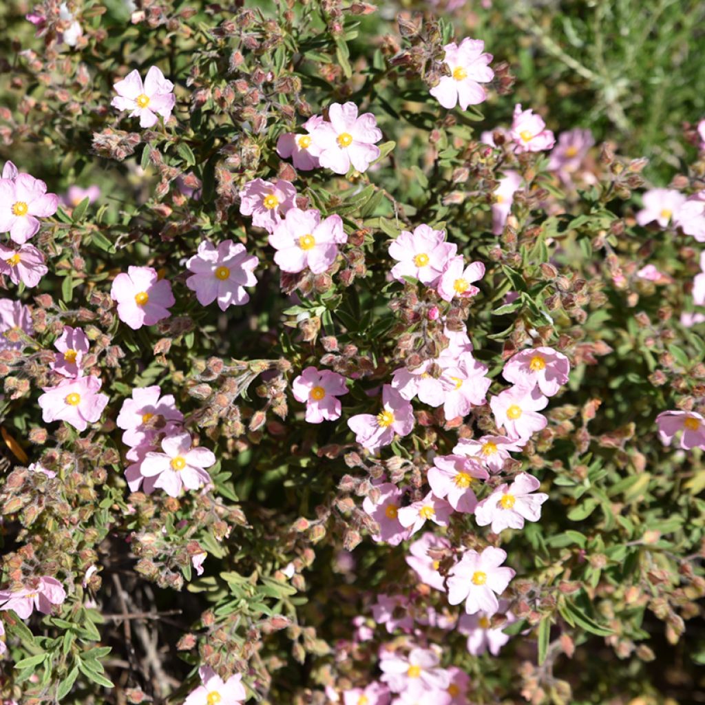 Rosa Zistrose - Cistus skanbergii