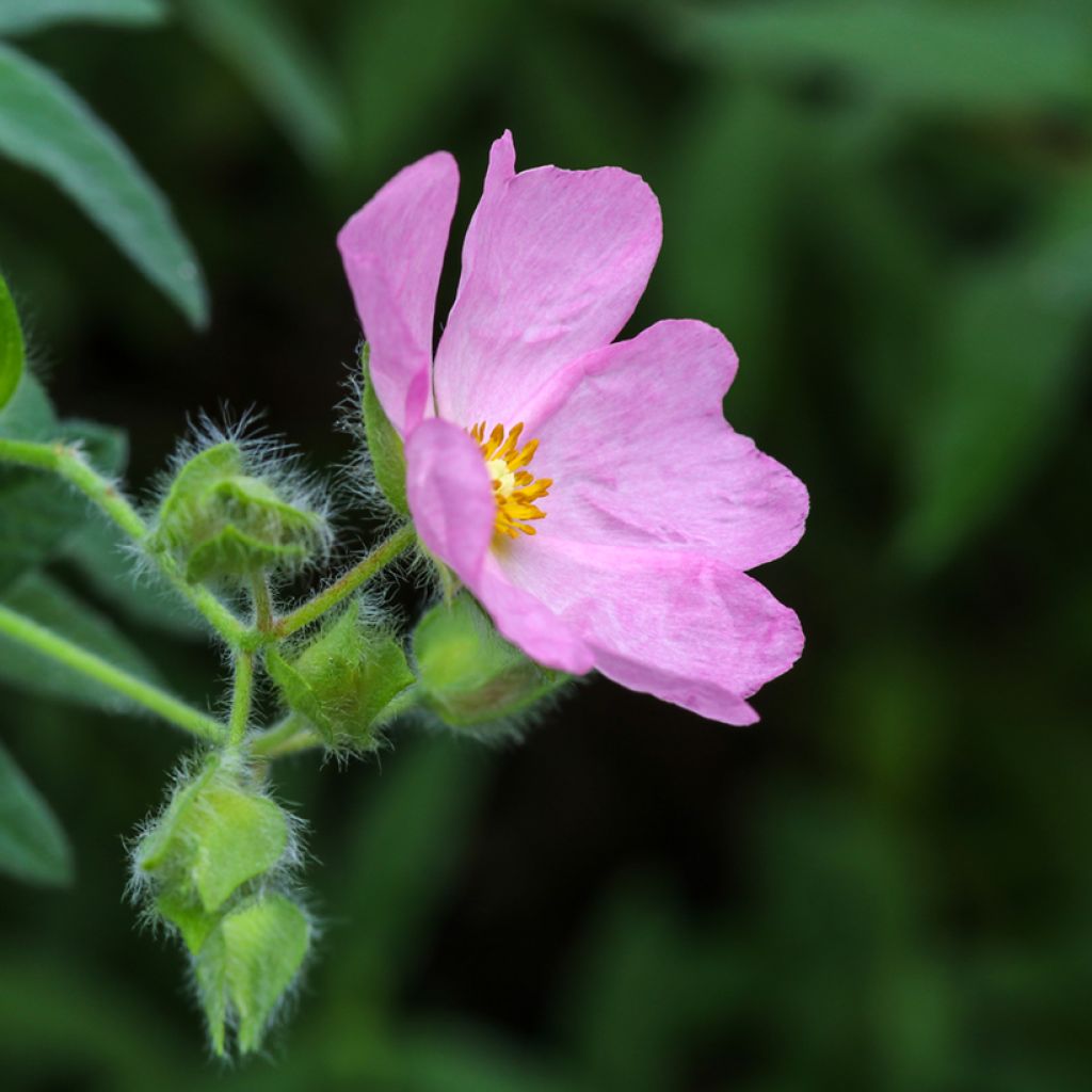 Rosa Zistrose - Cistus skanbergii