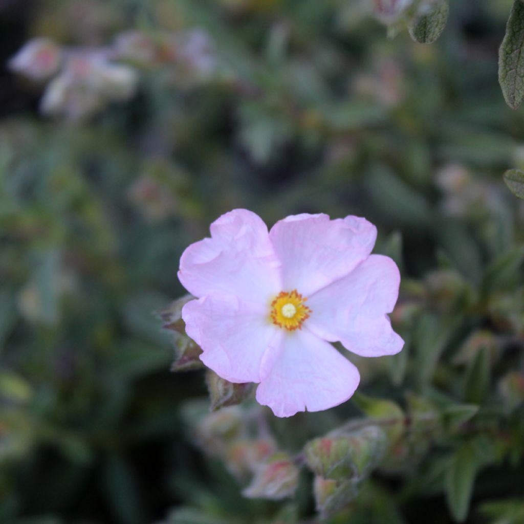 Rosa Zistrose - Cistus skanbergii