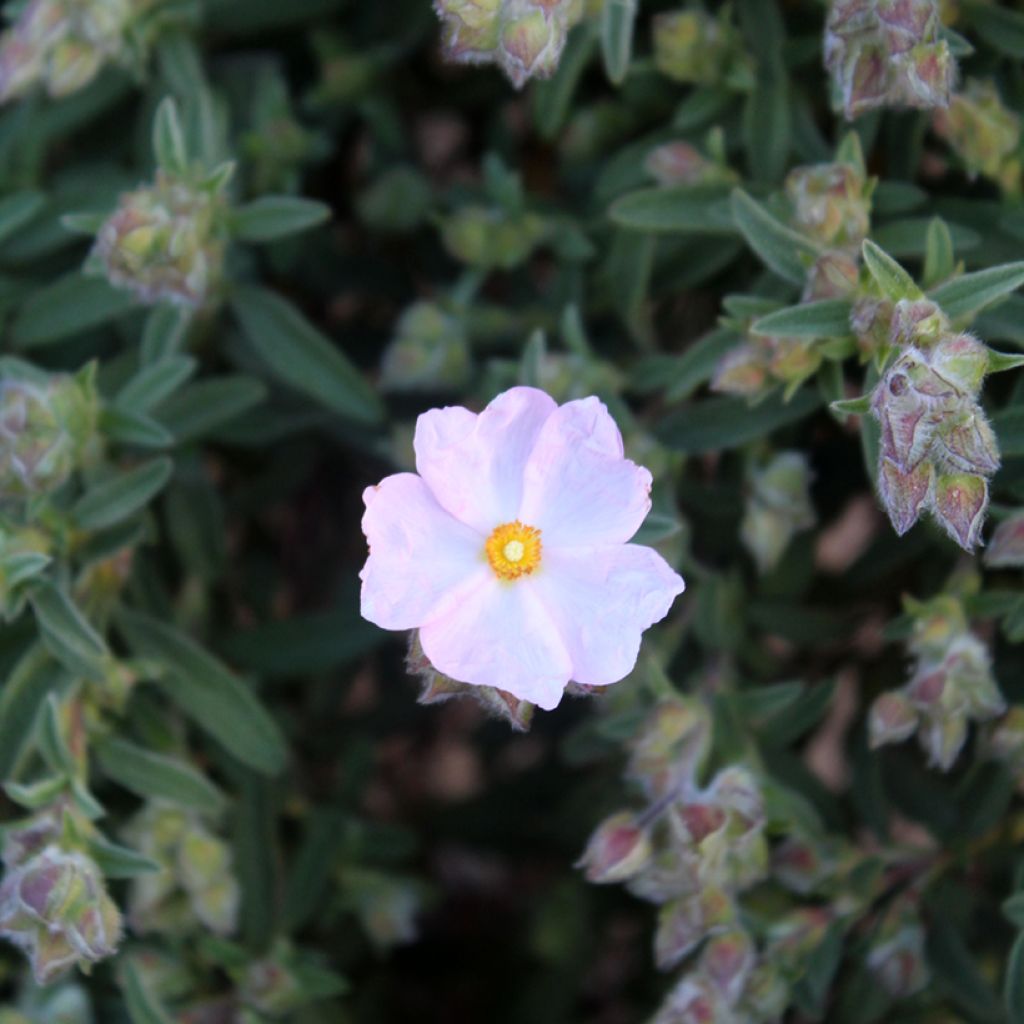 Rosa Zistrose - Cistus skanbergii