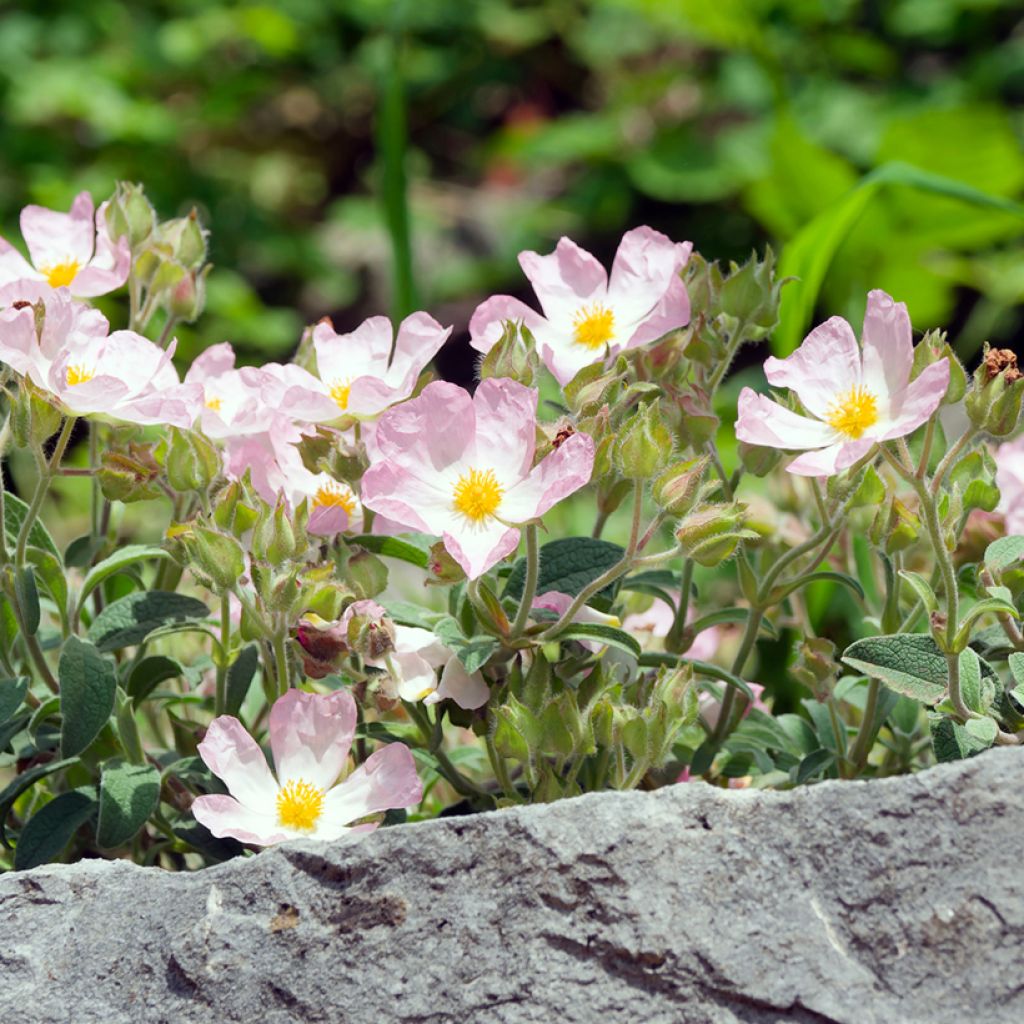 Zistrose Grayswood Pink - Cistus lenis