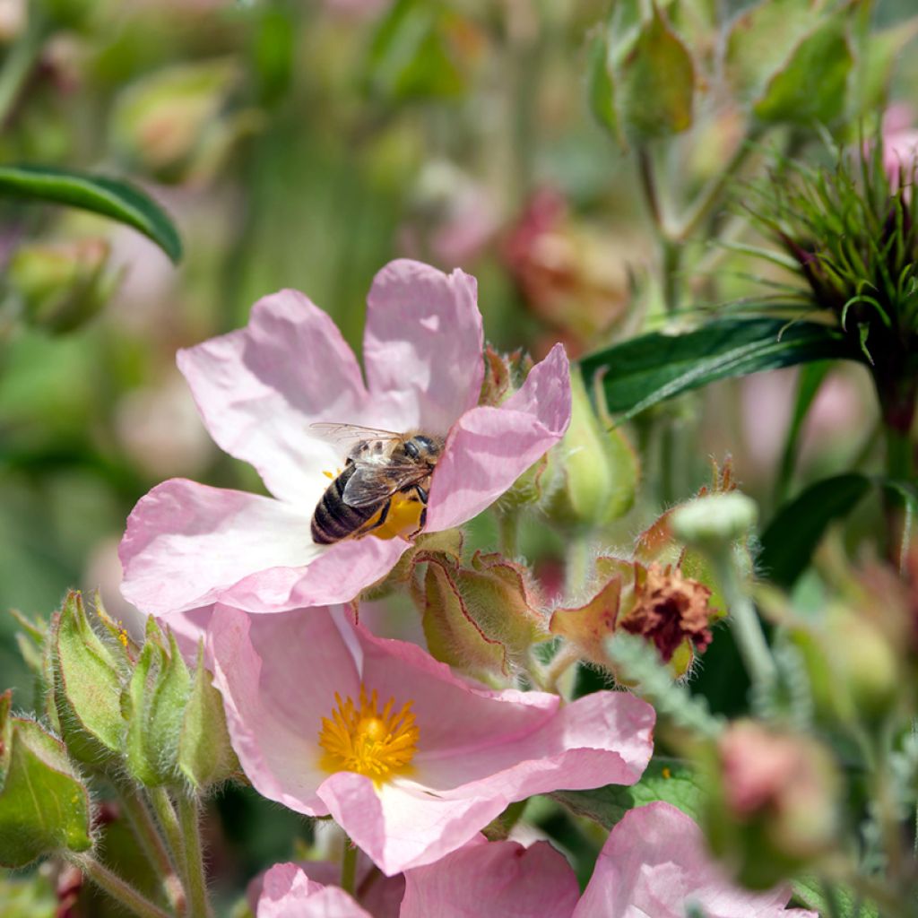 Zistrose Grayswood Pink - Cistus lenis