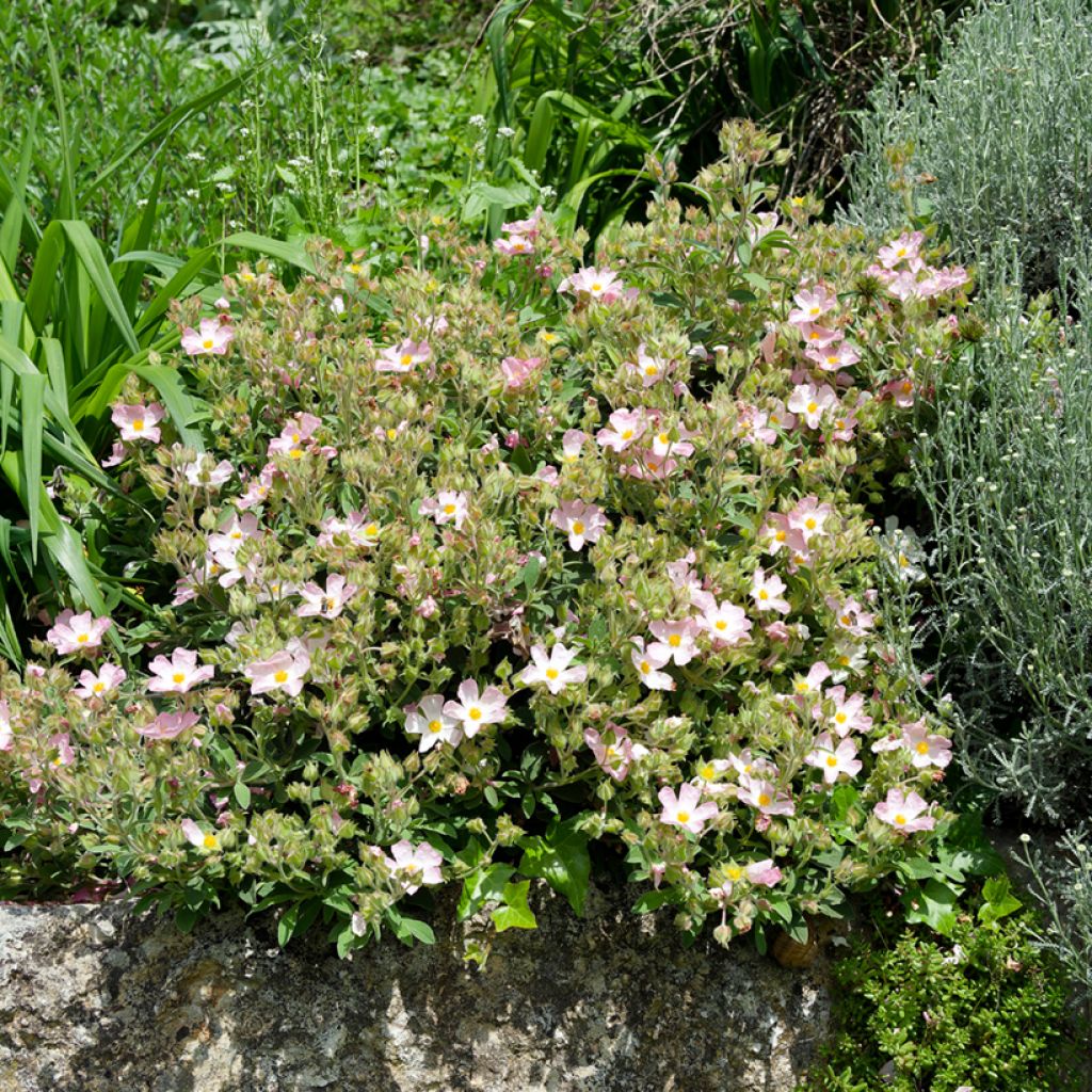 Zistrose Grayswood Pink - Cistus lenis