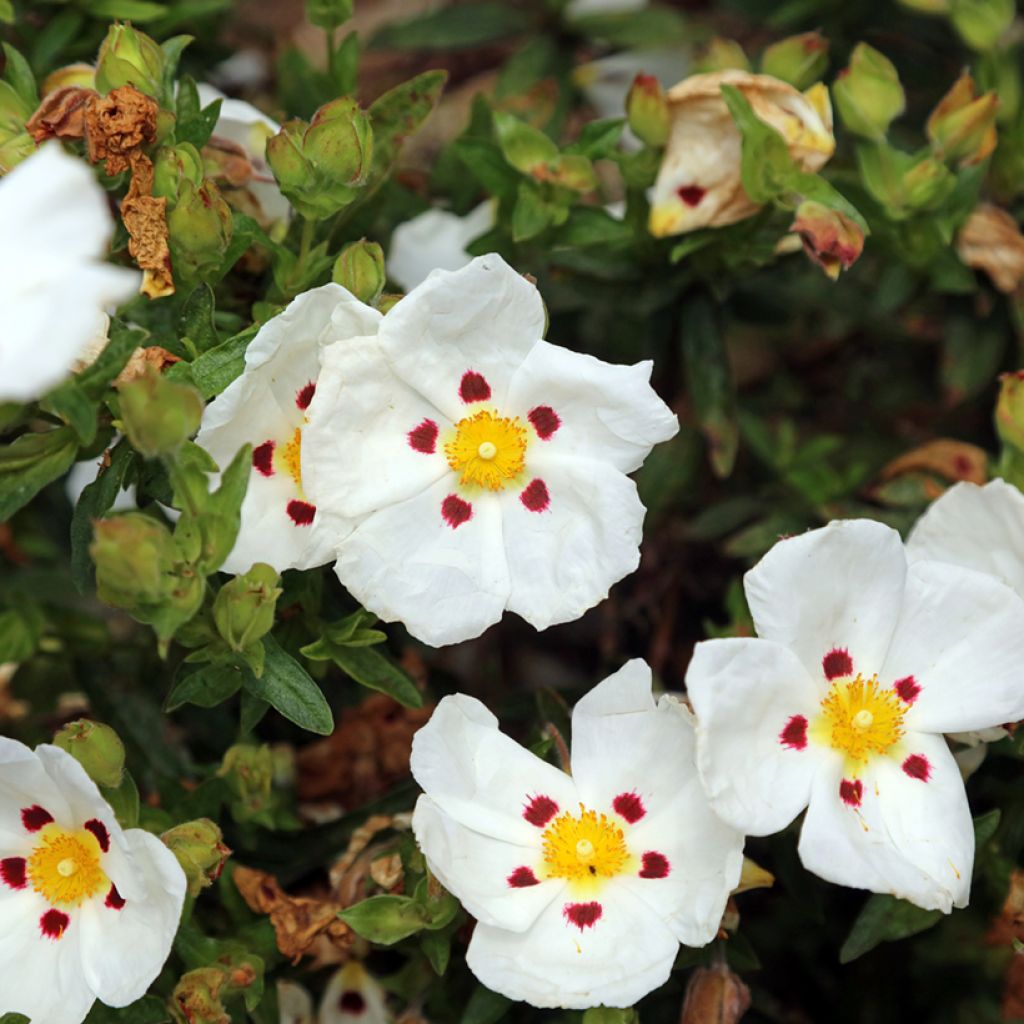 Zistrose - Cistus loretii