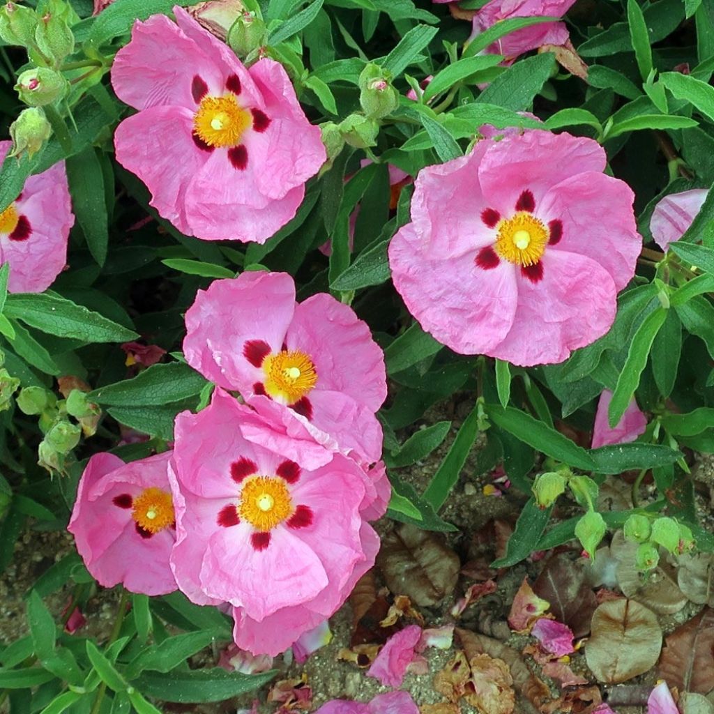 Cistus x purpureus Betty Taudevin - Ciste pourpre