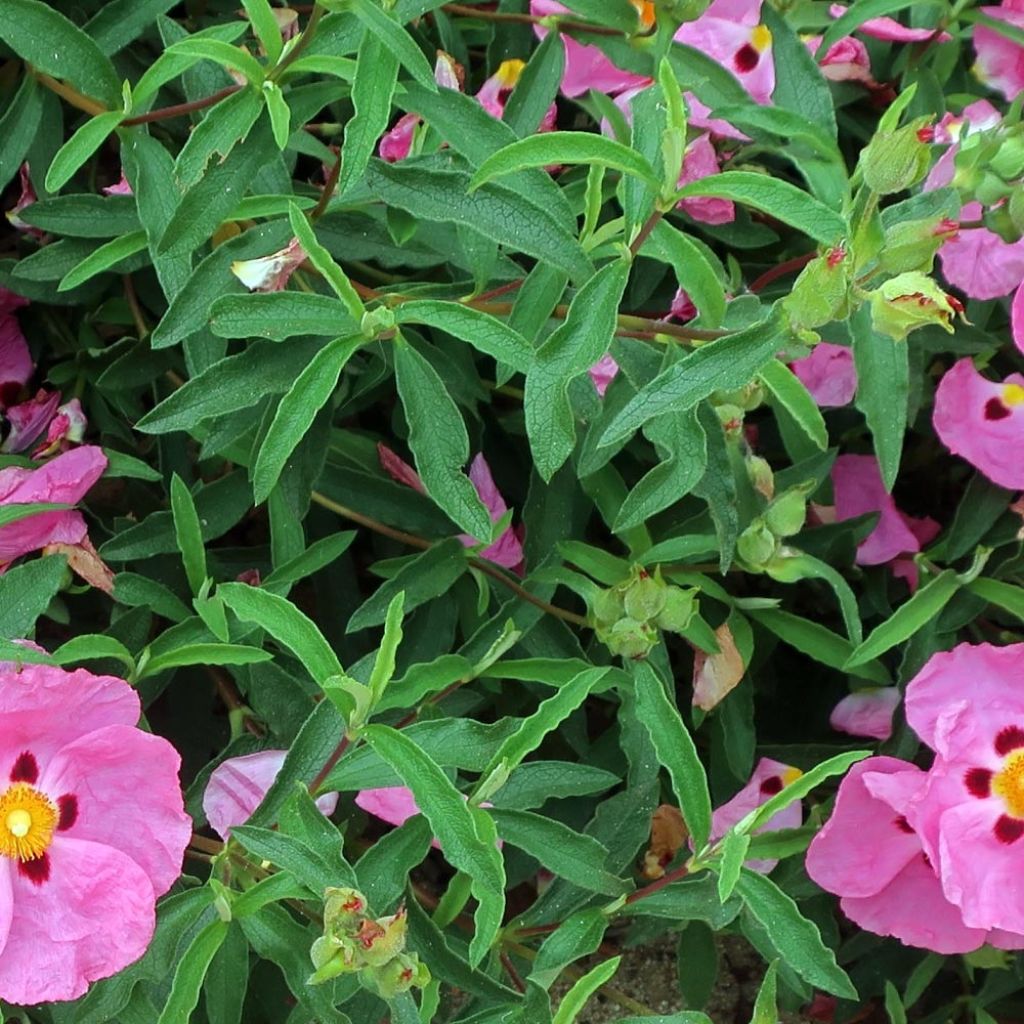 Cistus x purpureus Betty Taudevin - Ciste pourpre