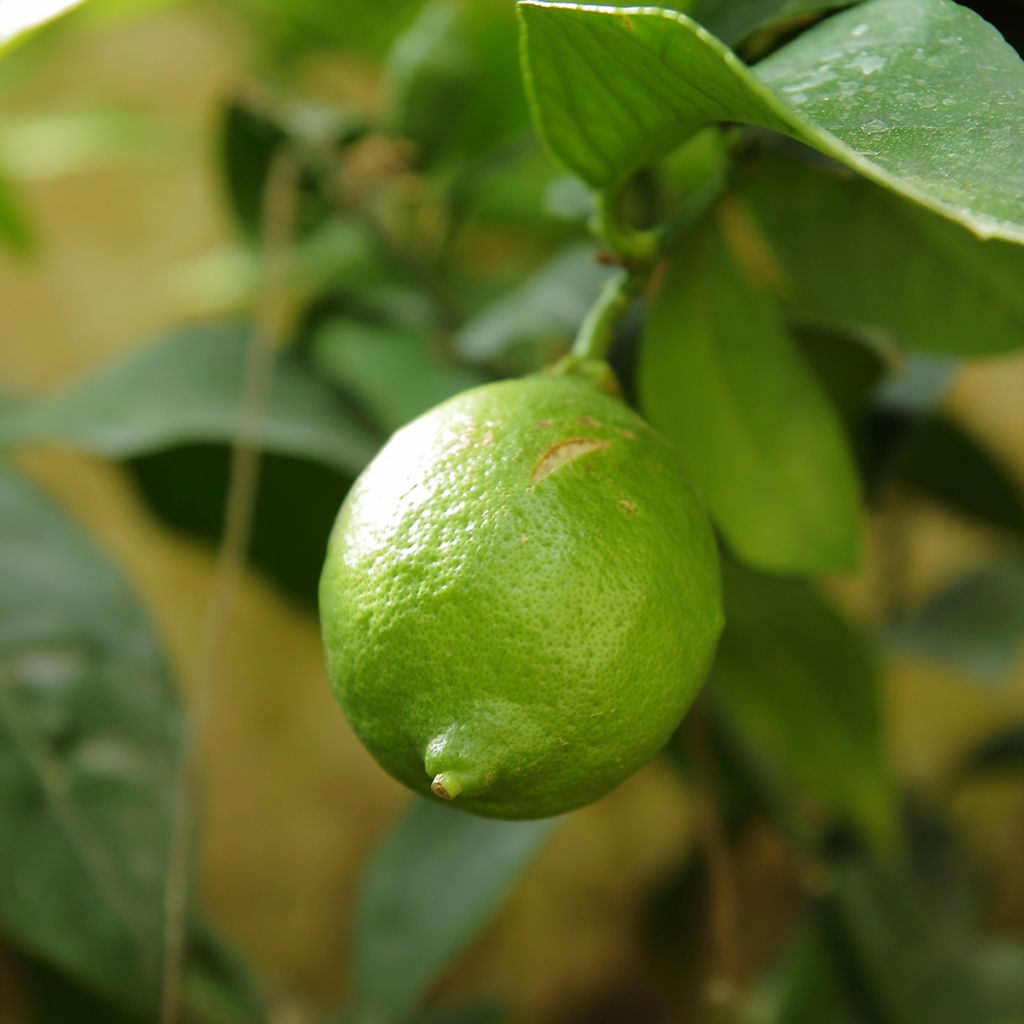 Echte Limette - Citrus x aurantiifolia