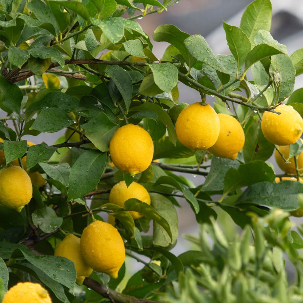 Zitrone Citronnier des 4 saisons - Citrus limon