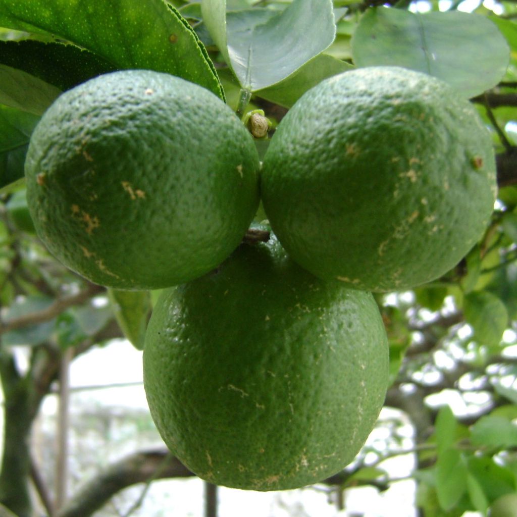 Echte Limette - Citrus x aurantiifolia