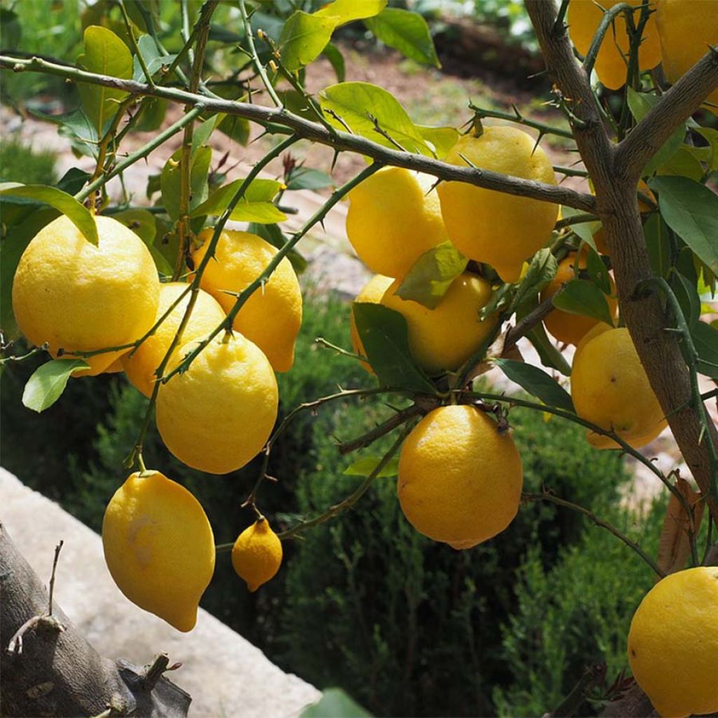 Zitrone Citronnier des 4 saisons - Citrus limon