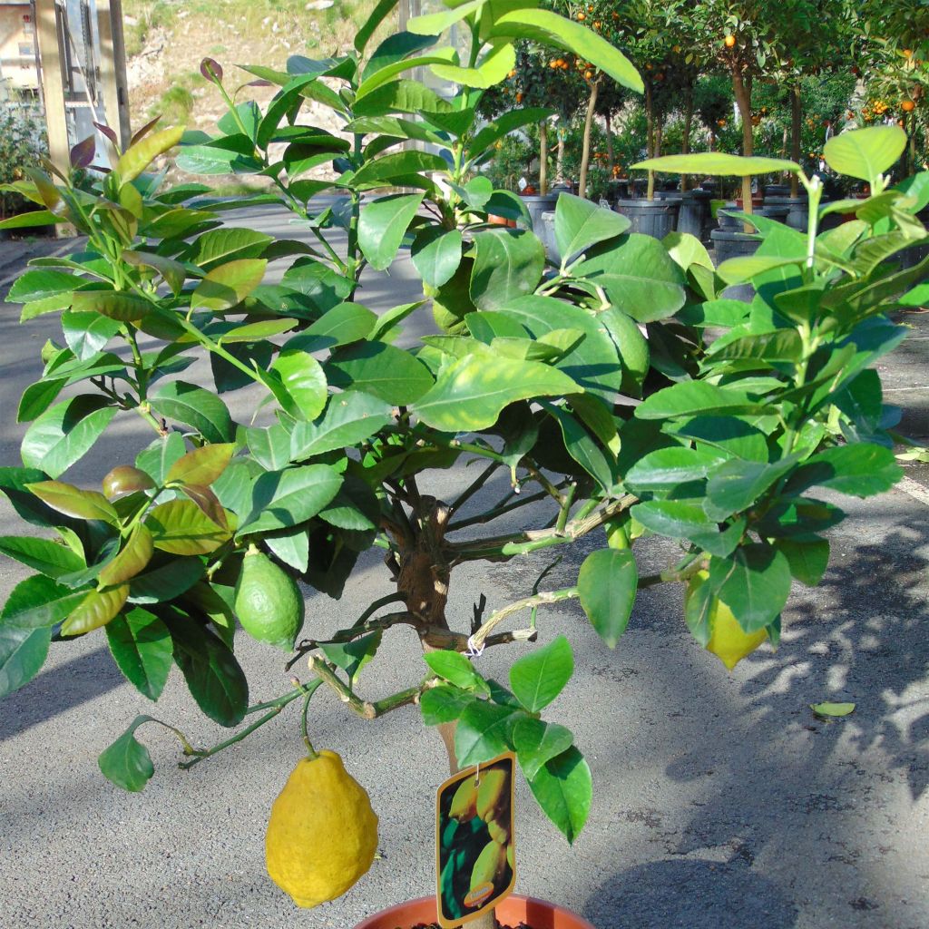 Zitrone Citronnier des 4 saisons - Citrus limon