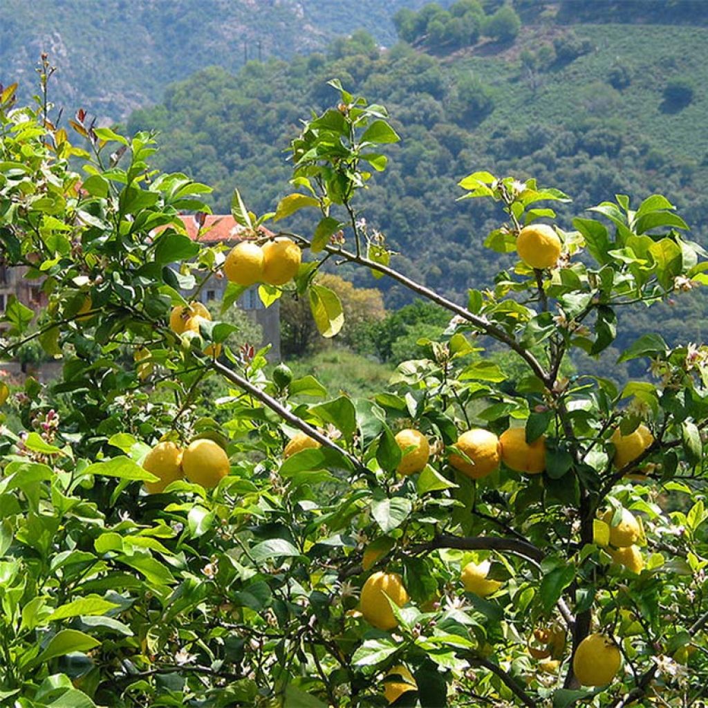 Zitrone Citronnier des 4 saisons - Citrus limon