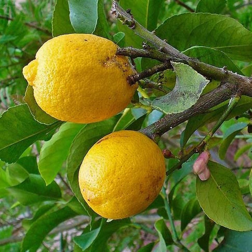 Zitronat-Zitrone - Citrus medica