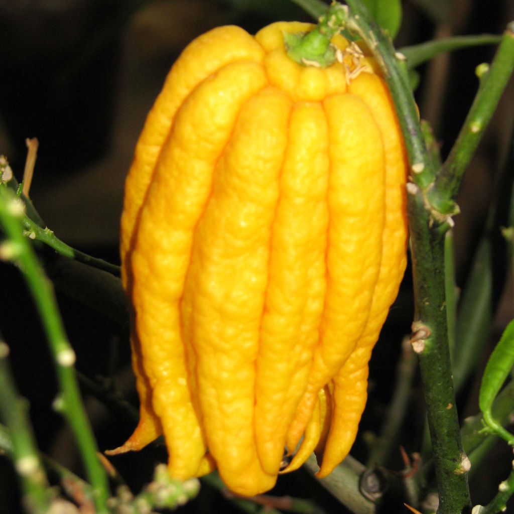 Main de Bouddha - Citrus medica var. sarcodactylis