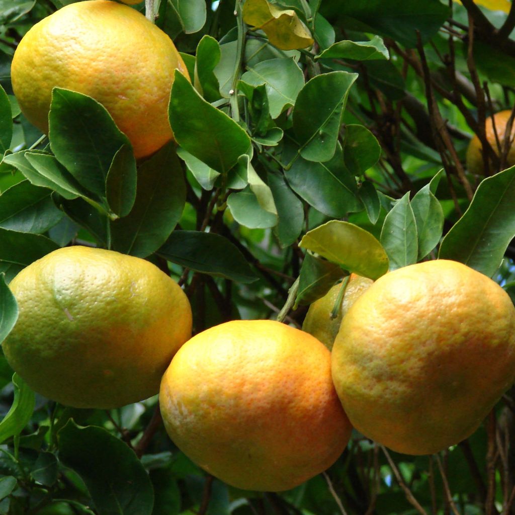 Mandarine Keraji - Citrus reticulata