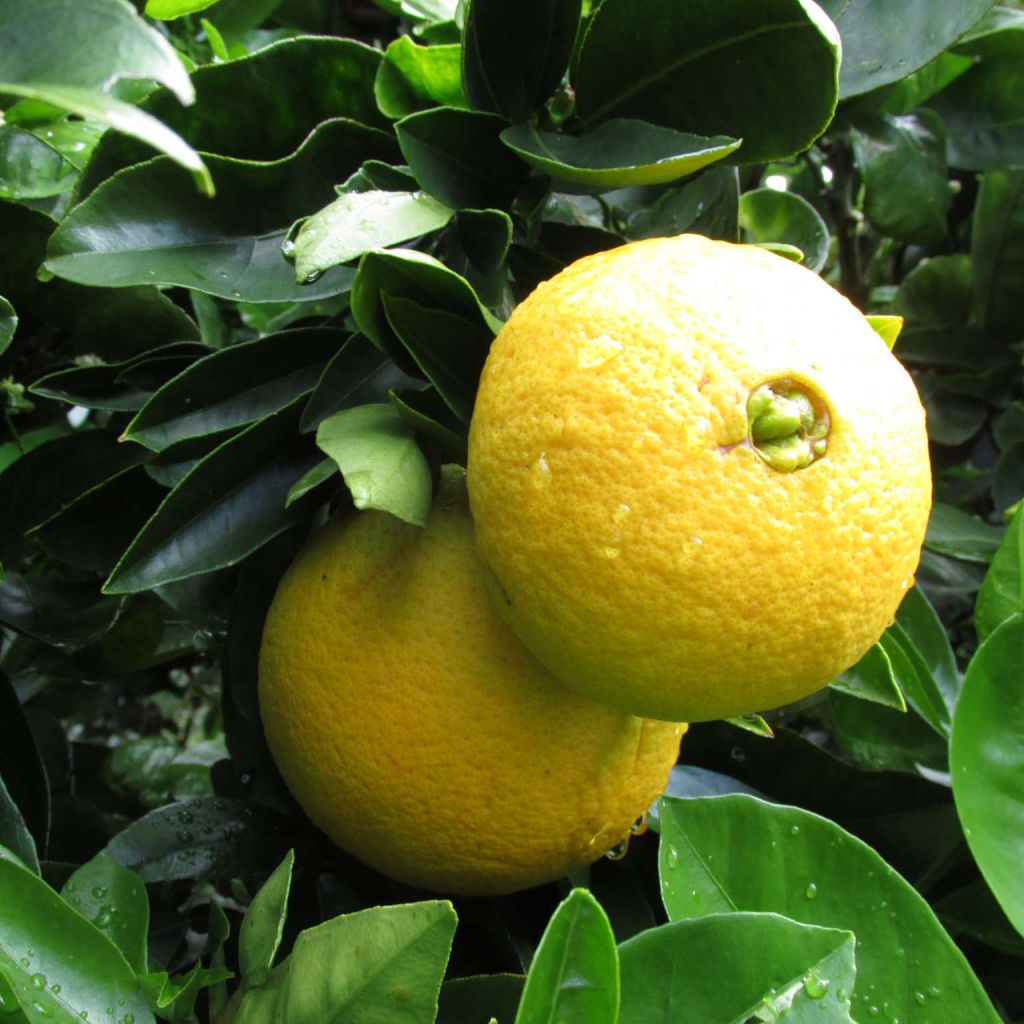 Orange Washington Navel - Citrus sinensis