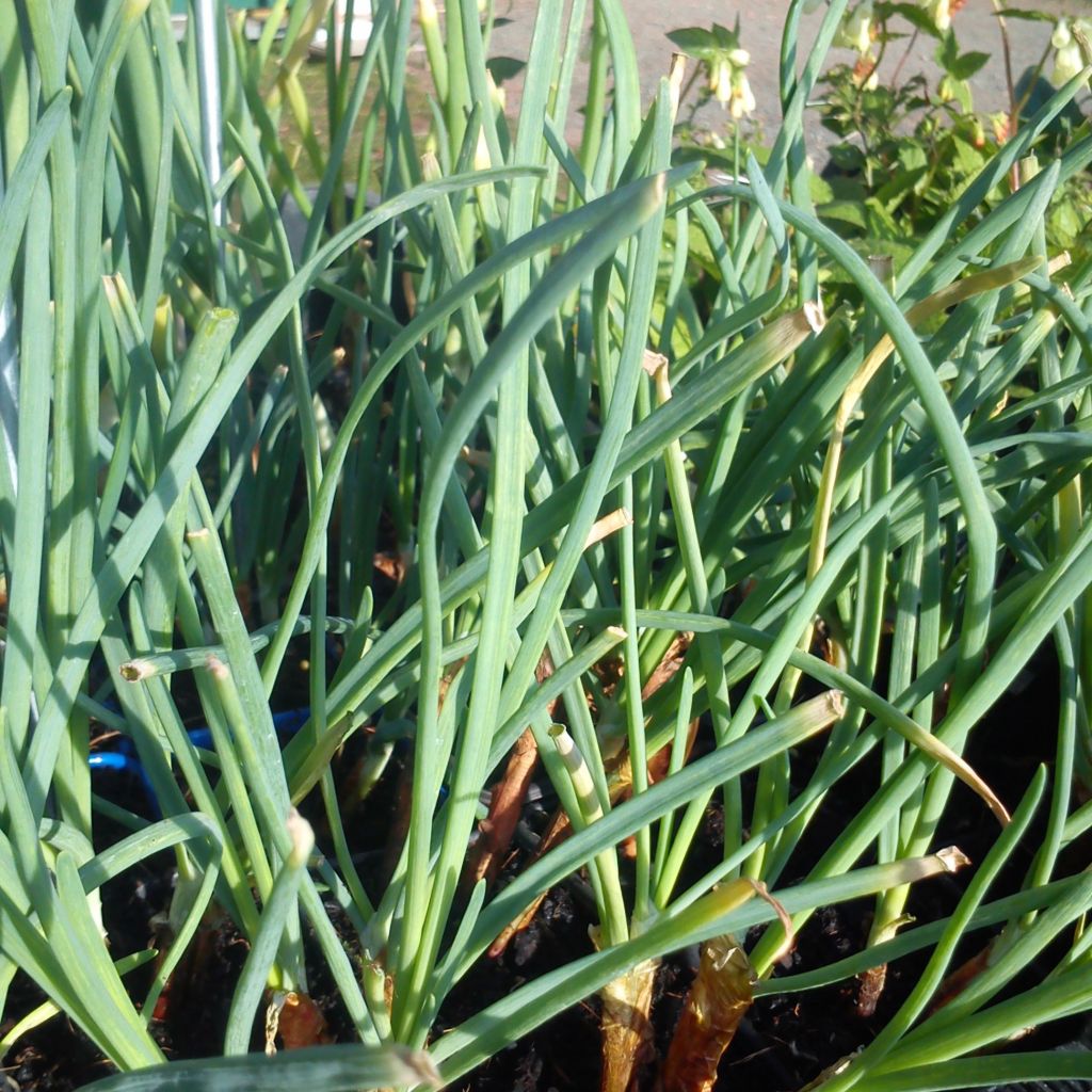 Winter-Zwiebel St Jacques - Allium fistulosum