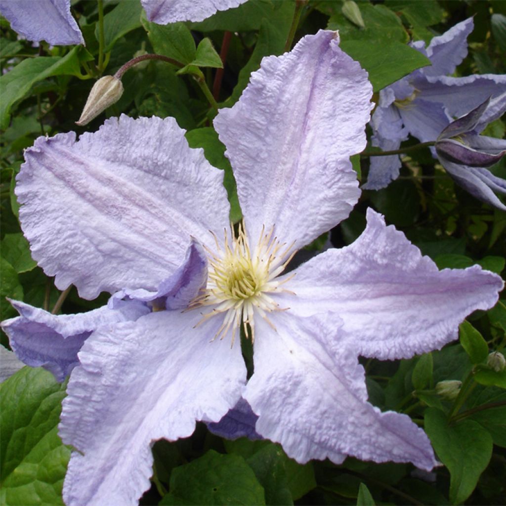 Waldrebe Blekitny aniol - Clematis