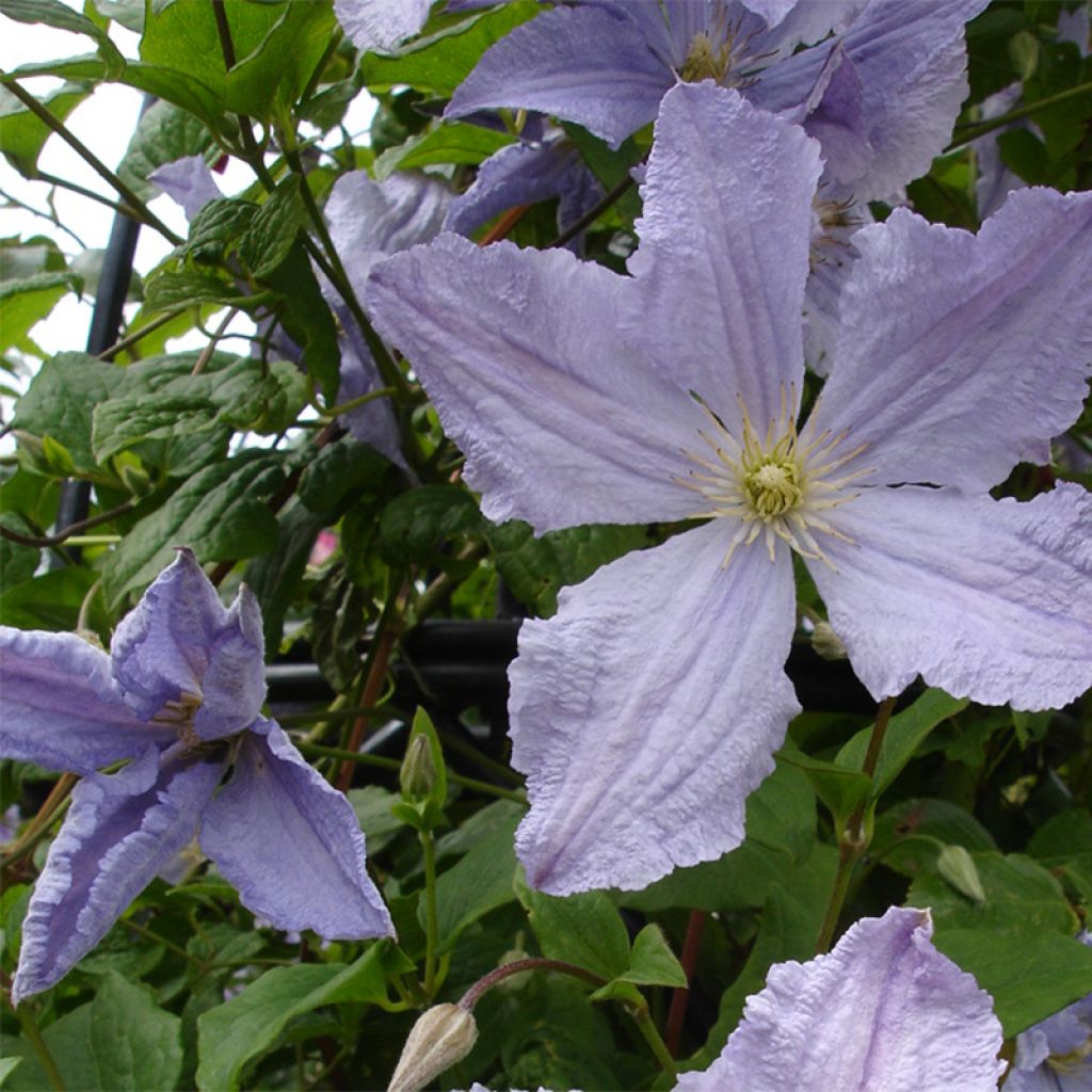 Waldrebe Blekitny aniol - Clematis