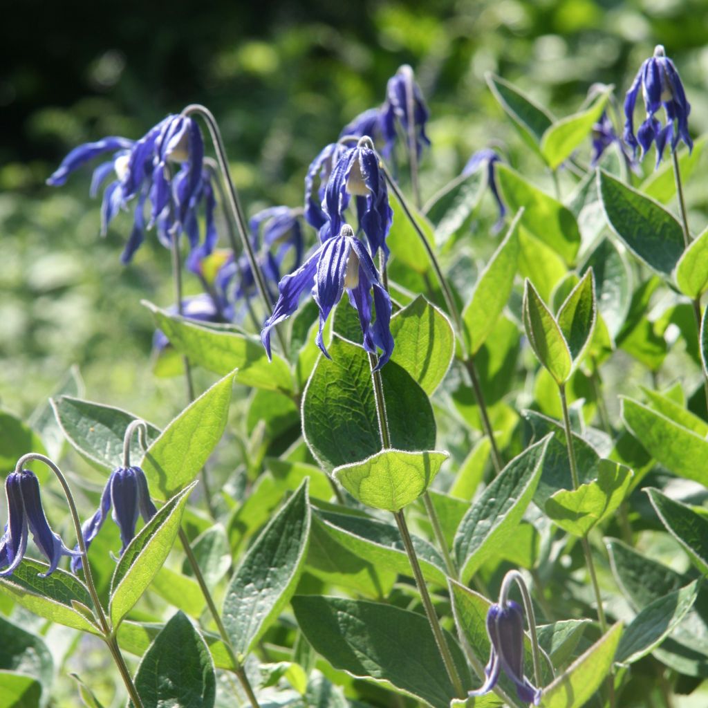 Clematis integrifolia - Stauden-Waldrebe