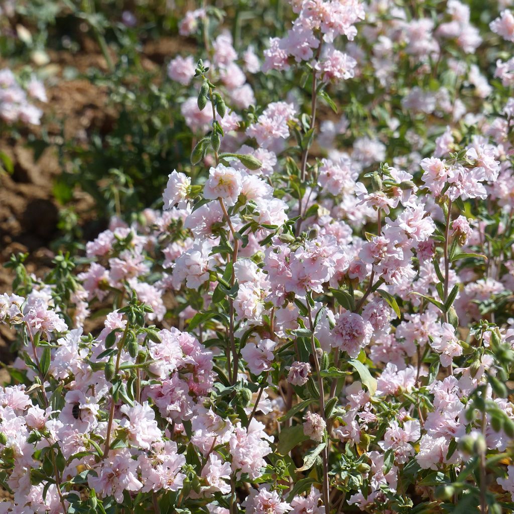 Clarkia unguiculata Apple Blossom (Samen) - Klarkie