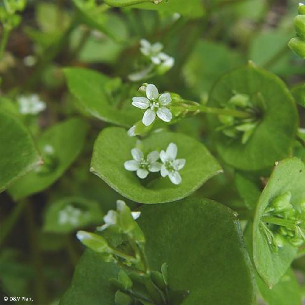 Claytonie - Claytonia perfoliata