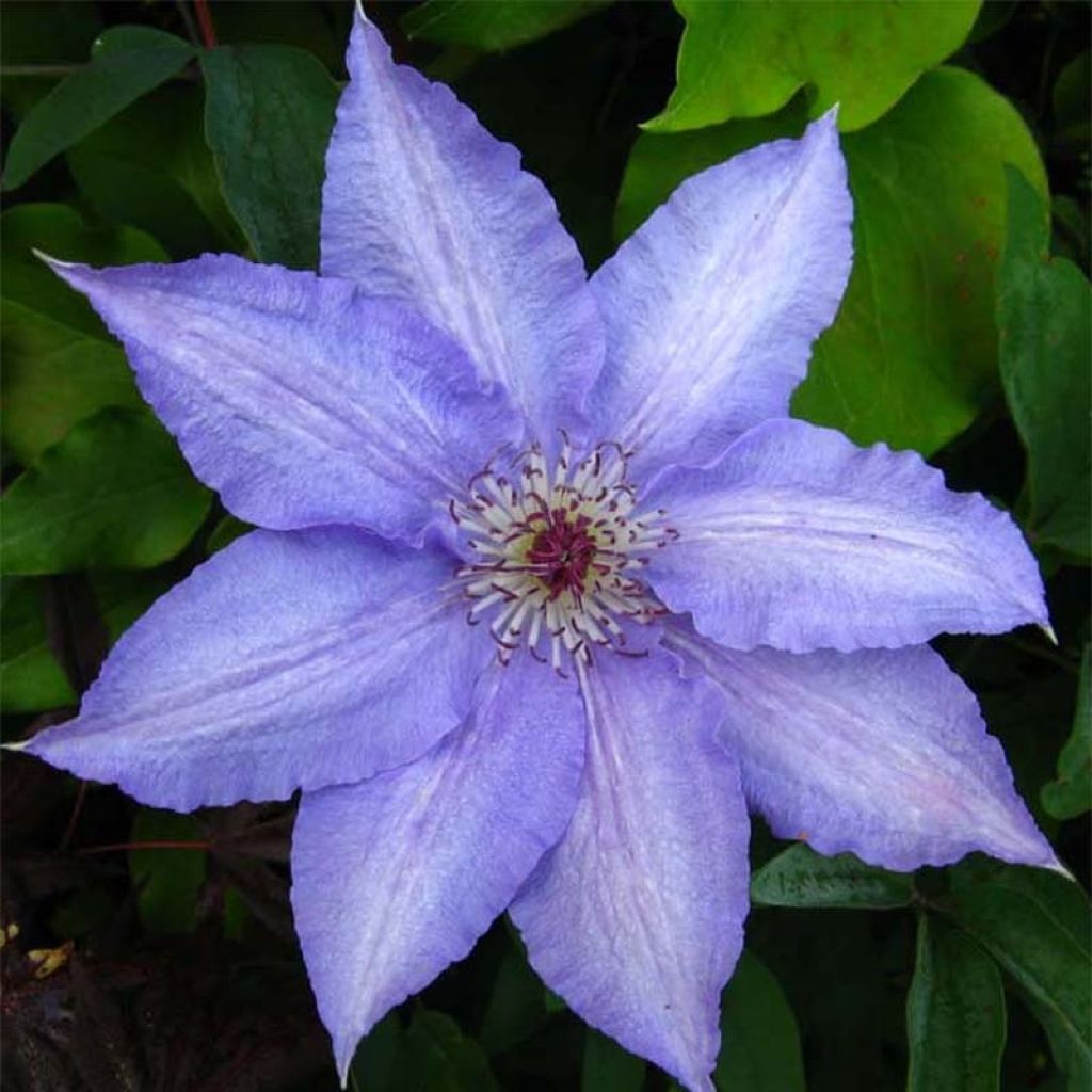 Clematis Alice Fisk - Waldrebe