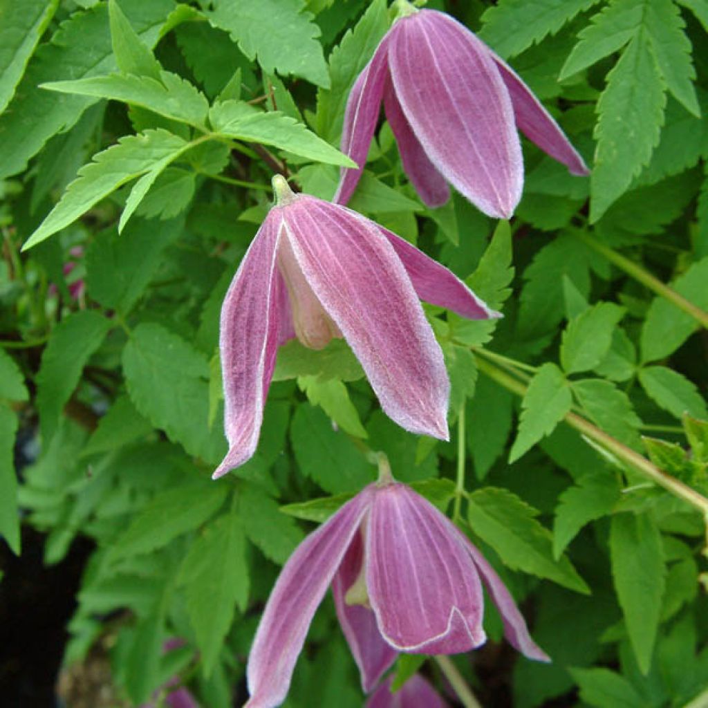 Clematis alpina Ruby - Alpen-Waldrebe