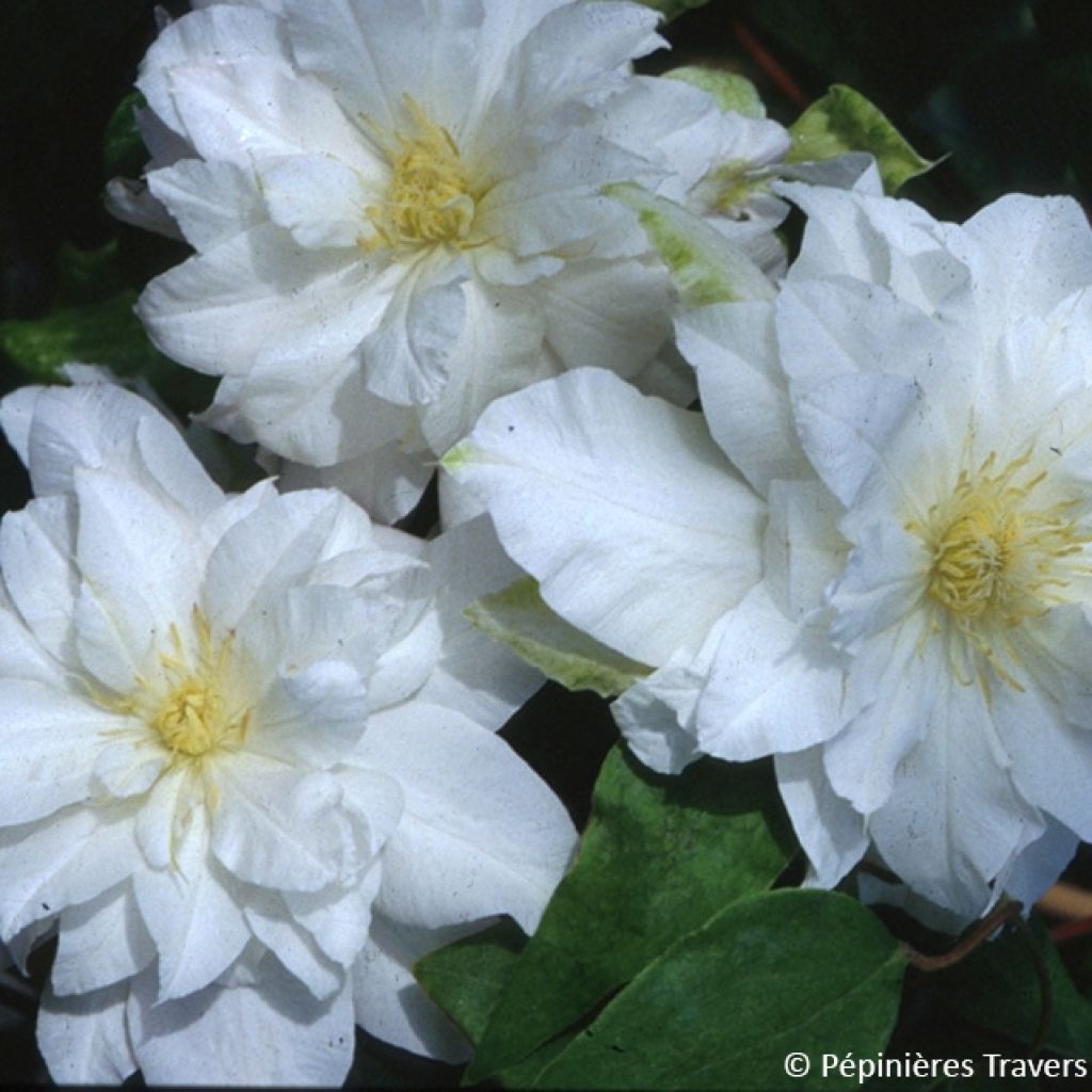 Clématite - Clematis Arctic Queen™ Evitwo