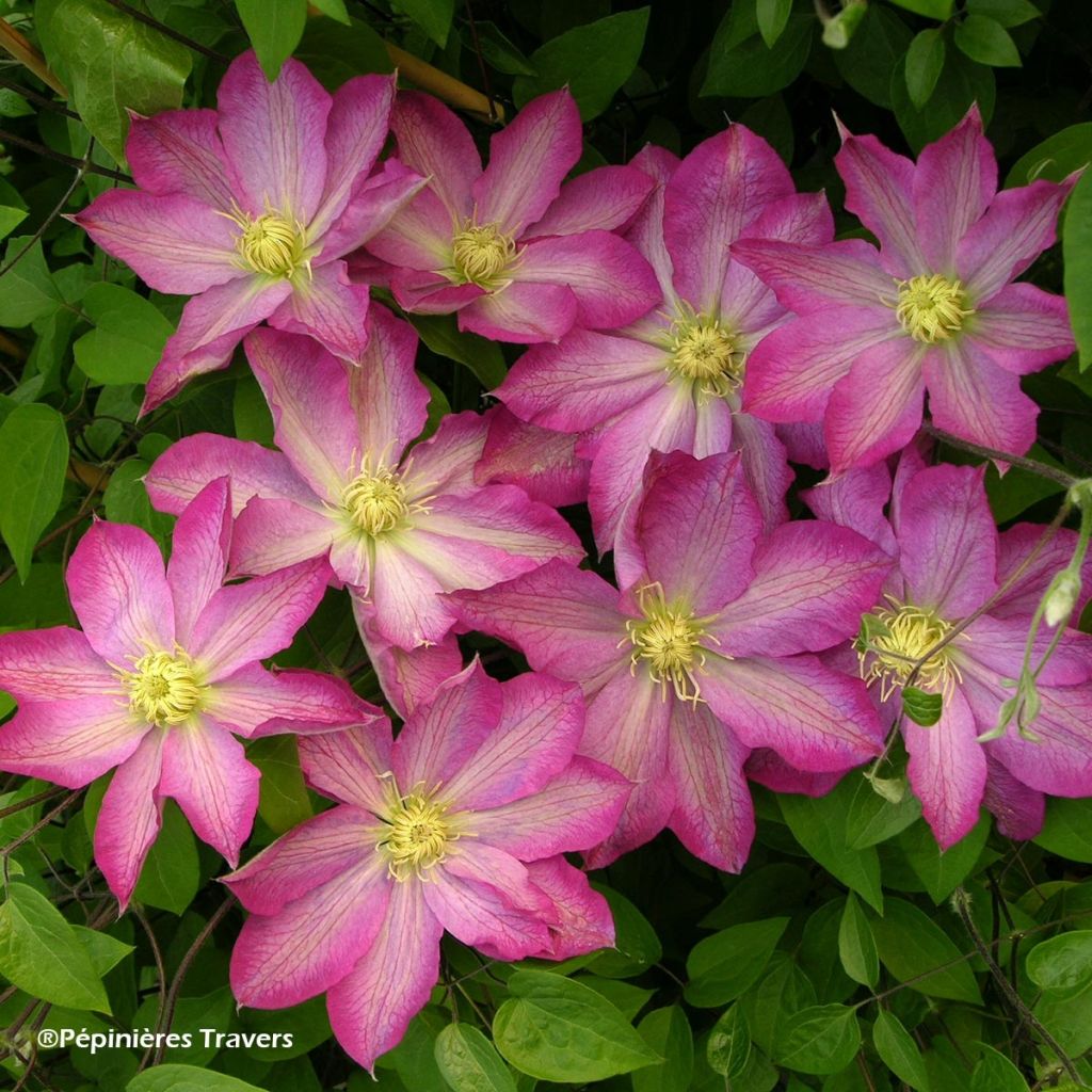 Waldrebe Asao - Clematis