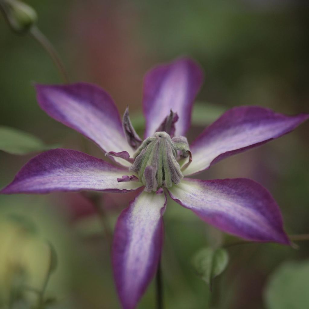 Clematis viticella Astra nova - Waldrebe